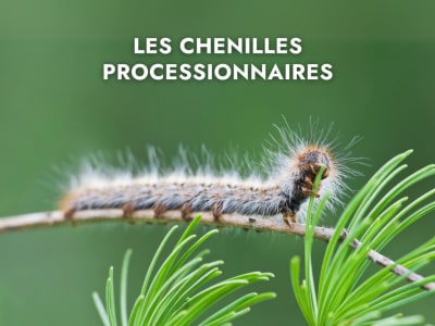 Chenilles processionnaires : un danger poilu pour nos chiens !